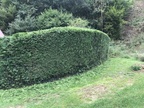 IMG 0113